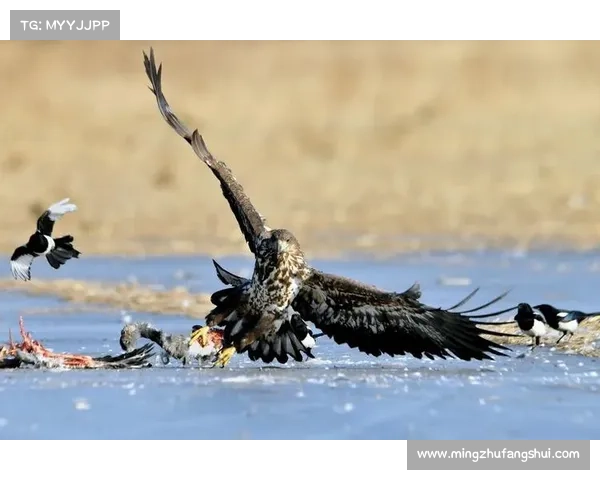 《鹰击长空1中文版下载常见问题解析及解决方法》