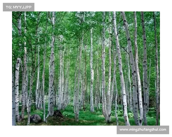 探索永歌森林的五大自然奇观与神秘之处
