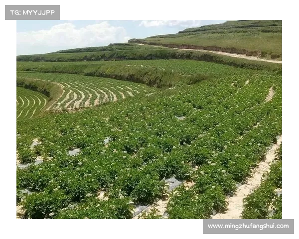 高地红石榴种植技术解析与丰收秘诀分享